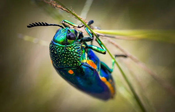 Jewel Beetle w polu makro strzał — Zdjęcie stockowe