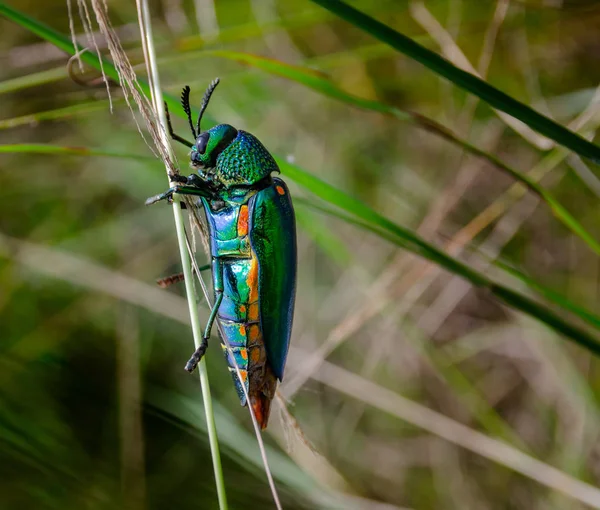 Scarabeo gioiello in campo macro shot — Foto Stock