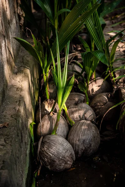 Las semillas de coco crecen —  Fotos de Stock