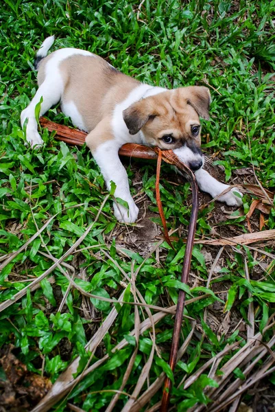 Puppy dog play with dried coconut leaf on meadow — Stock Photo, Image