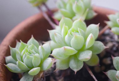 Çiçek saksıda kaktüs güzel