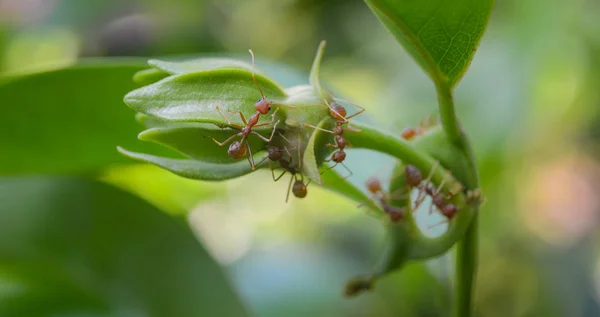 Semut merah pada bunga hijau — Stok Foto