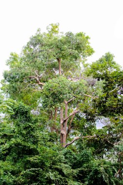 Ormanda ağacın tepesi