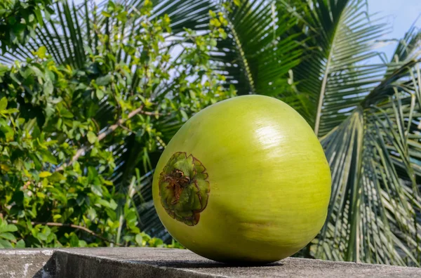 Coco verde Fruta — Foto de Stock