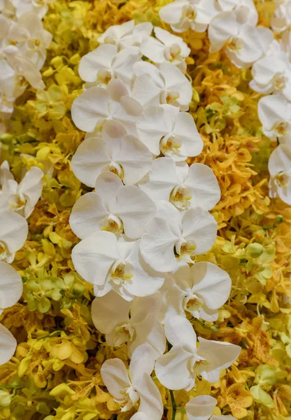Schöne weiße Orchidee Blumenschmuck auf gelber Orchidee — Stockfoto