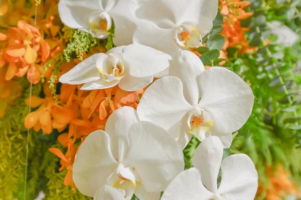 Bella decorazione floreale orchidea bianca su orchidea gialla — Foto Stock