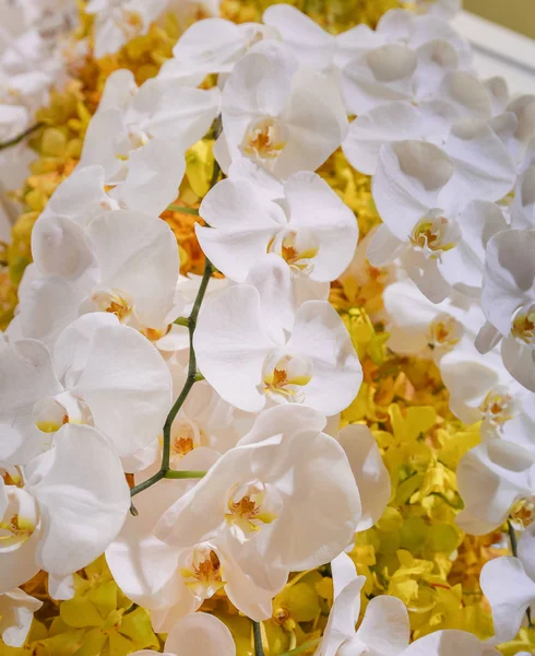 Sarı orkide üzerinde güzel beyaz orkide çiçek dekorasyon — Stok fotoğraf