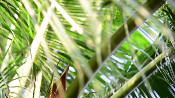 Green coconut on tree, Tilt down shot — Stock Video