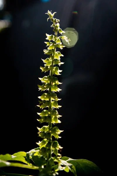 罗勒的花与阳光光线 — 图库照片