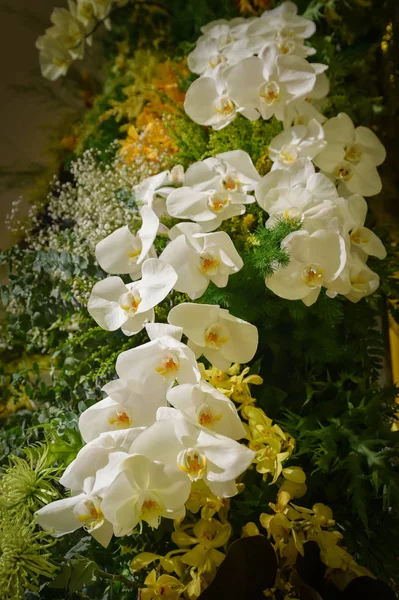 Güzel beyaz orkide çiçek süslemeleri — Stok fotoğraf