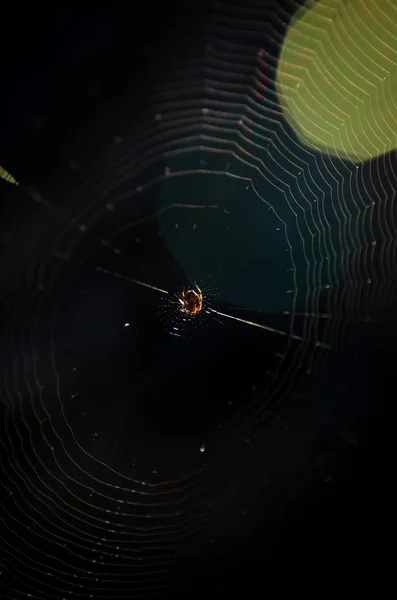 Паук в паутине с легкой вспышкой — стоковое фото