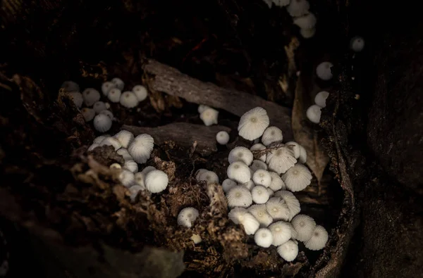 Little white mushroom in dead palm tree, Macro shot — Stock Photo, Image