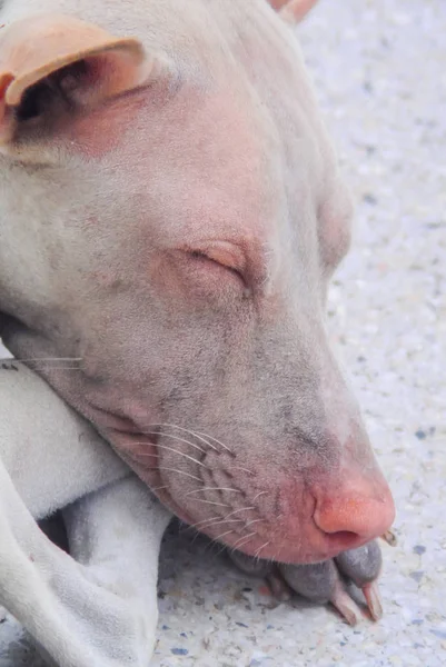 Portrait of stray dog sleep on ground — Stock Photo, Image