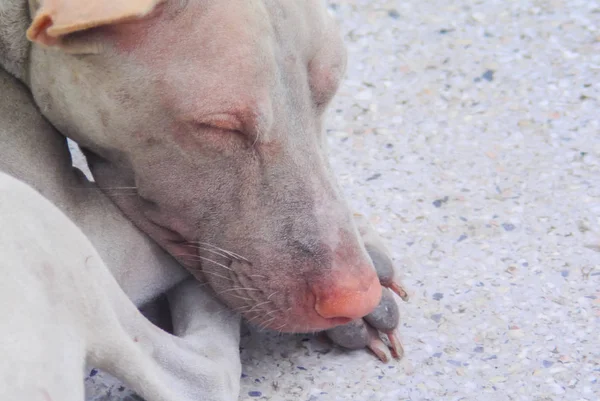 Retrato de perro callejero durmiendo en el suelo — Foto de Stock