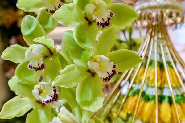 Yeşil orkide çiçek süslemeleri — Stok fotoğraf