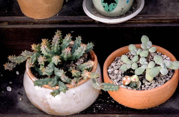 Petit cactus en pot de faïence — Photo