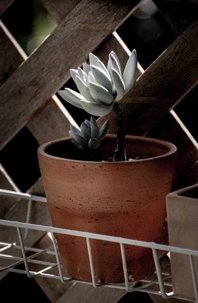 Petit cactus en pot de faïence, Gros plan — Photo