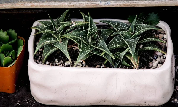 Petit cactus en pot de faïence, Gros plan — Photo