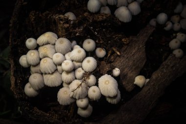 Ölü palmiye ağacında küçük beyaz mantar, Makro atış