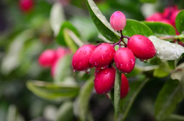 Carunda herbe aux fruits en Thaïlande — Photo