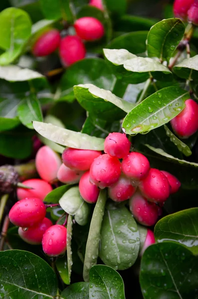 Erba di frutta carunda in Thailandia — Foto Stock