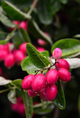 Carunda meyve ot Tayland