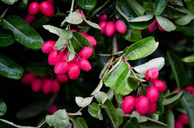 Carunda meyve ot Tayland