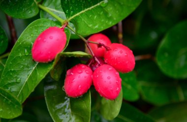 Carunda meyve ot Tayland