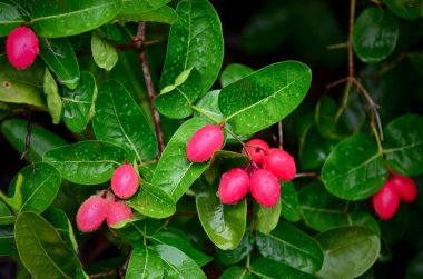 Carunda meyve ot Tayland