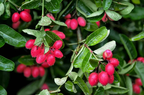 Erba di frutta carunda in Thailandia — Foto Stock