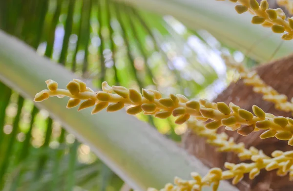 Kokosový květ na stromě zblízka — Stock fotografie