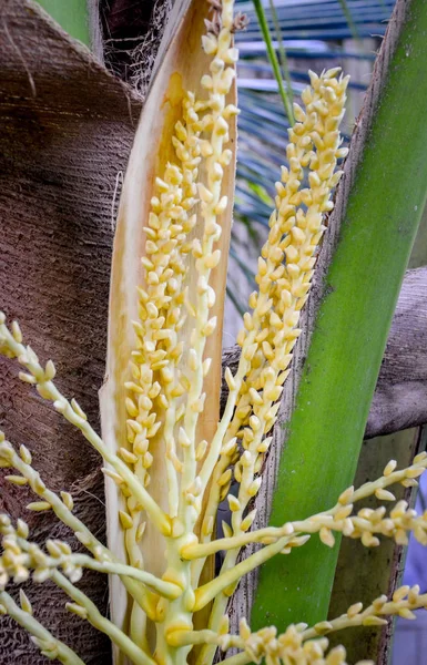 Kokos blomma på träd, närbild skott — Stockfoto