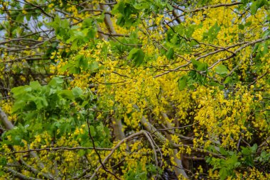 Ağaçta Altın Duş Ağacı çiçeği, Hint laburnum