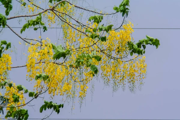 Pioggia dorata Albero fiore sull'albero — Foto Stock