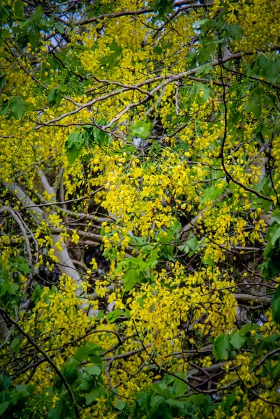 木に金色のシャワーの木の花 — ストック写真