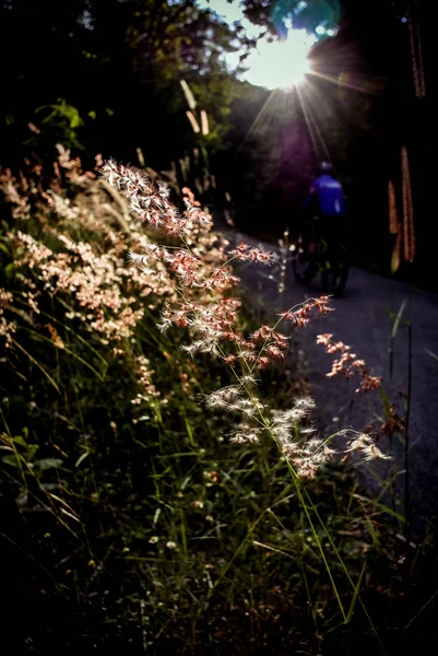 Flor de hierba en el bosque con luz solar, Fondo de la naturaleza —  Fotos de Stock