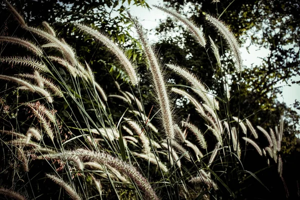 Цветочная трава в лесу с солнечным светом — стоковое фото