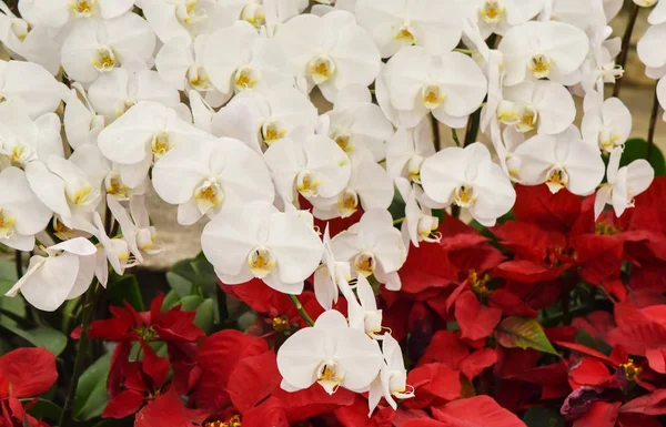 Witte orchidee versieren — Stockfoto