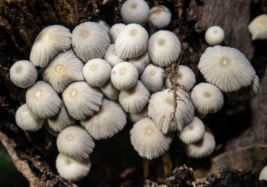 Ölü palmiye ağacında küçük beyaz mantar, Makro atış