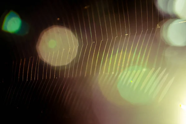 Örümcek ağı ile Bokeh ışık — Stok fotoğraf