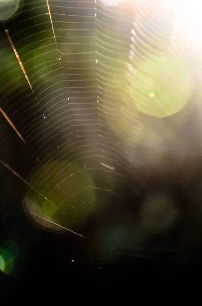 Bokeh światło z pajęczyna — Zdjęcie stockowe