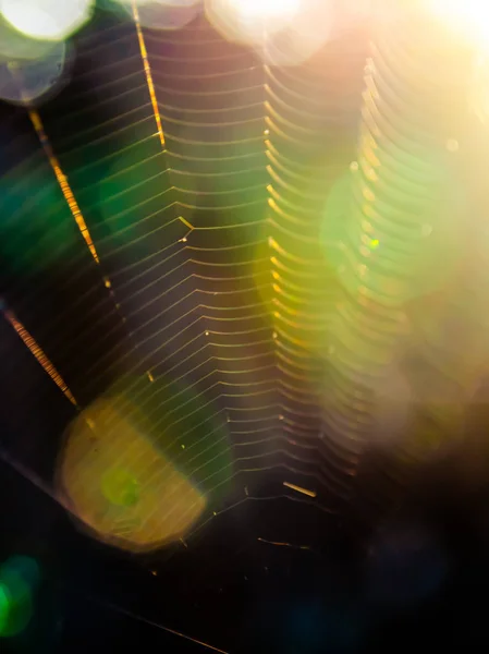 Světlo bokeh s pavučinkou — Stock fotografie