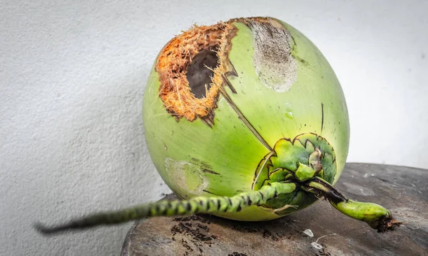 Noix de coco verte avec trou sur la table — Photo