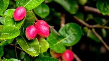 Carunda meyve ot Tayland