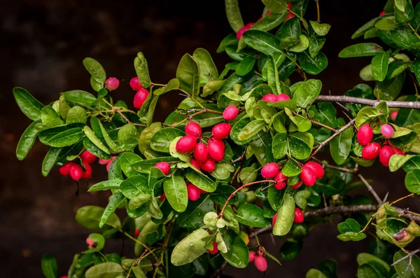 Erba di frutta carunda in Thailandia — Foto Stock