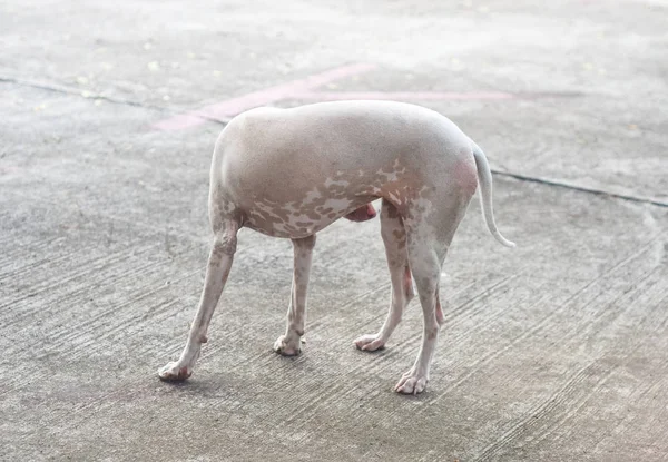 Streunender Hund steht auf Betonstraße — Stockfoto