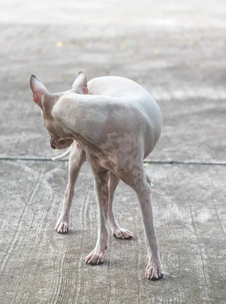 Herrelösa hund stå på betong väg — Stockfoto