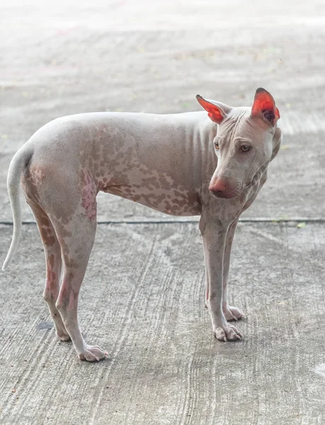 Stray dog stand on concrete road — Stock Photo, Image