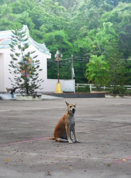 Perro callejero sentarse en el camino de hormigón — Foto de Stock