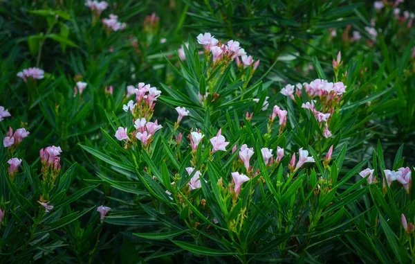 Pequena flor rosa no jardim — Fotografia de Stock